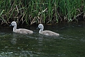 Mute swan cygnets - B
